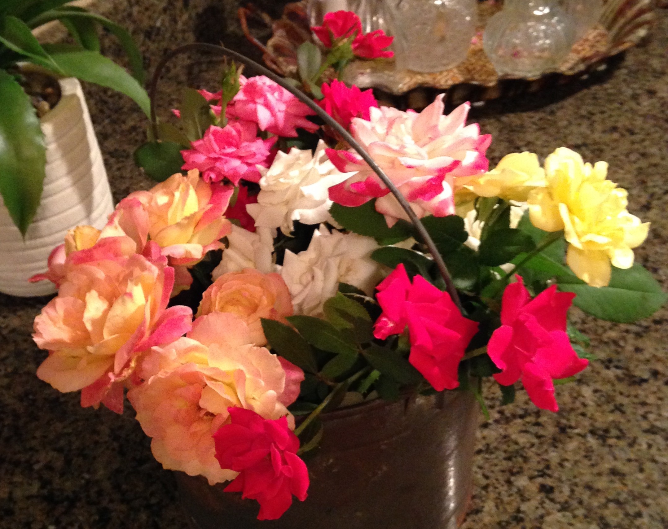 bucket-of-roses-jul-29-2016