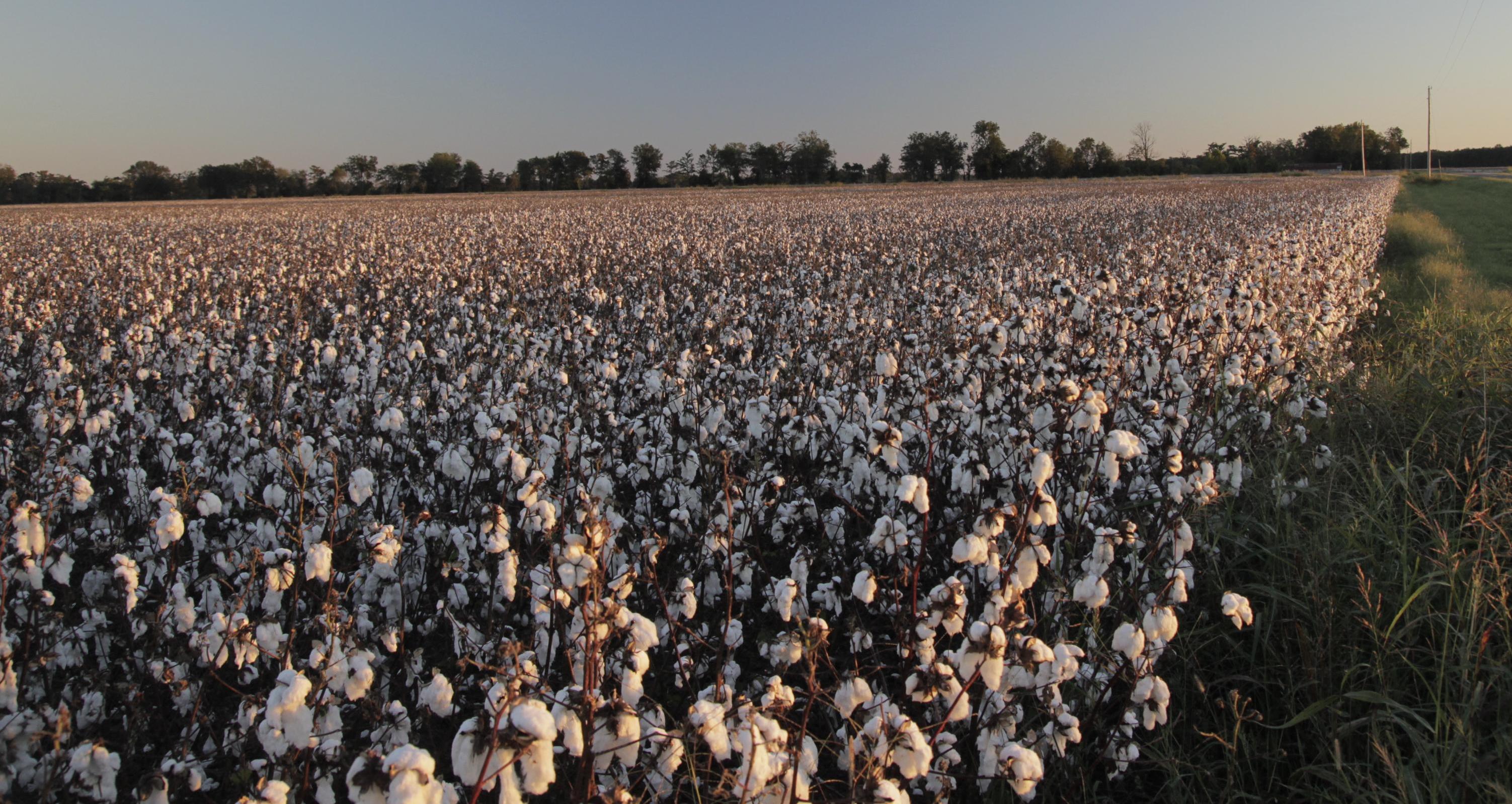 2cotton field