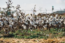 cotton field