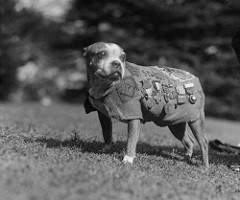 Sgt. Stubby, an American War&nbsp;Hero