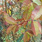 Journaling Life’s Good Times and&nbsp;Bad